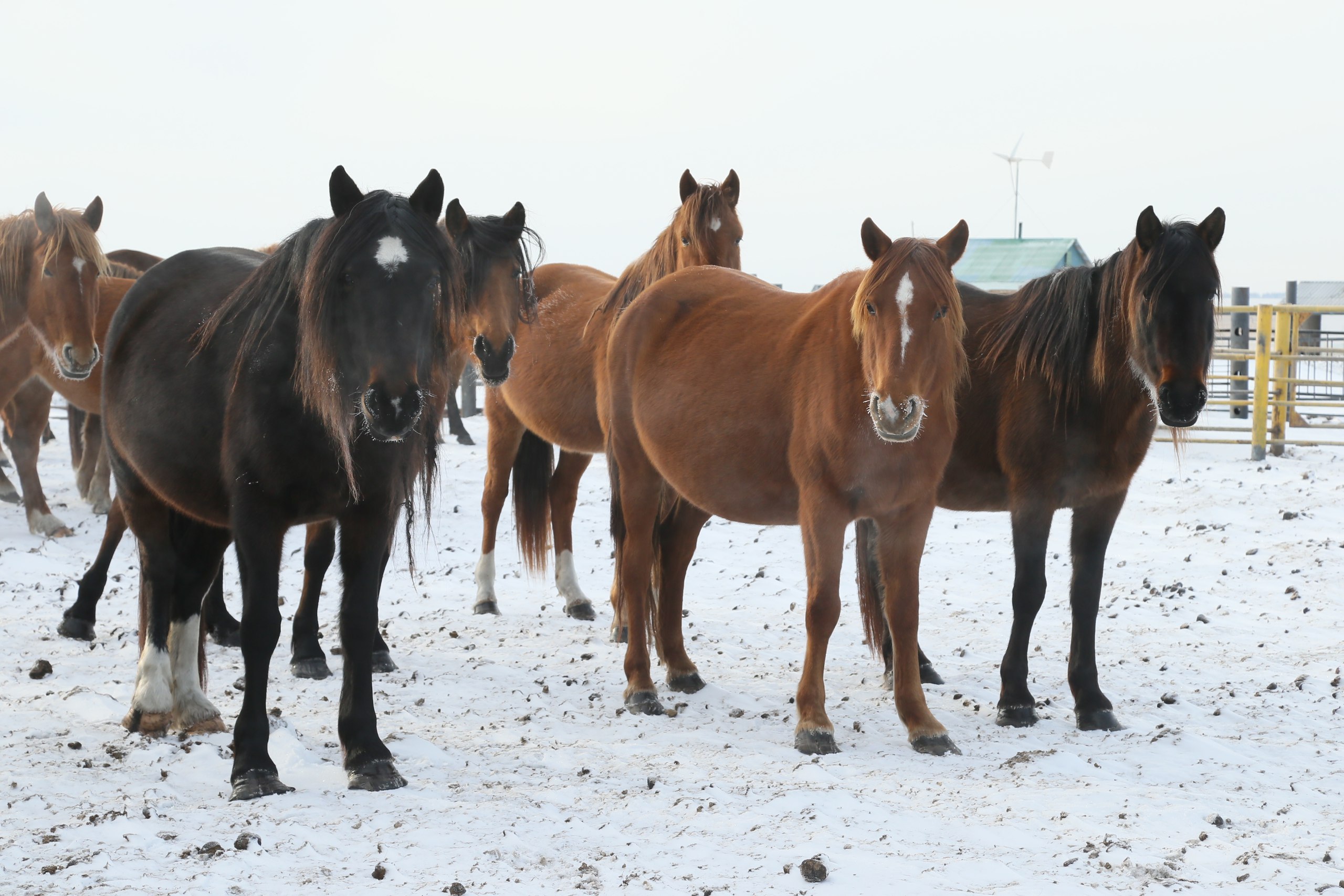 "Ожидаем от Правительства срочных комплексных мер по спасению лошадей от суровой зимы" - Қазыбек Иса