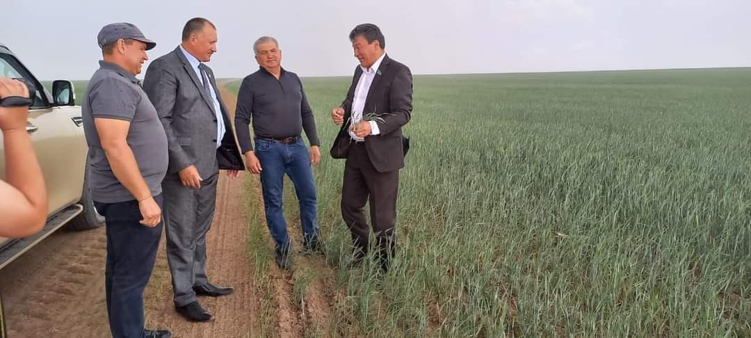Депутат Аскарбек Уисимбаев осмотрел посевные поля Валихановского сельского округа