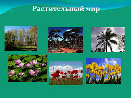 Круглый стол по обсуждению проекта Закона Республики Казахстан "О растительном мире"